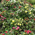 DSC02711